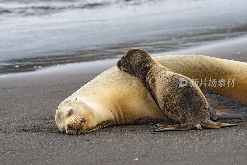 伊莎贝拉岛的婴儿Galápagos海狗(Arctocephalus galapagoensis)